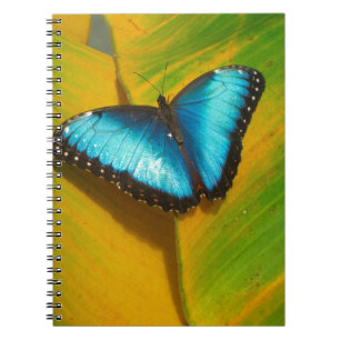 Beautiful Iridescent Butterfly Notebook