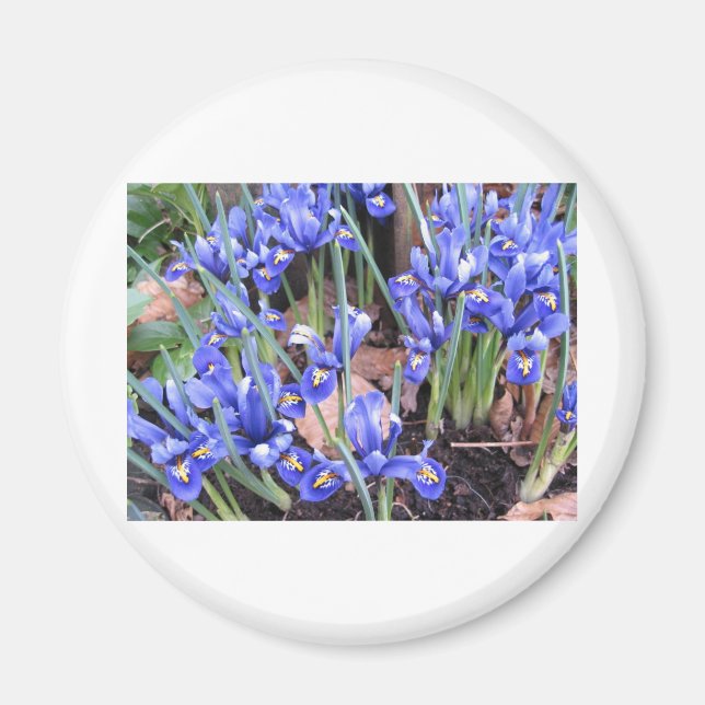 BEAUTIFUL IRIS MAGNET (Front)