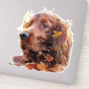 Beautiful Irish Red Setter