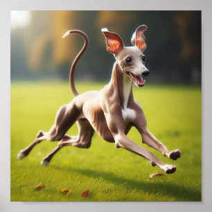Beautiful Italian Greyhound running on the grass Poster