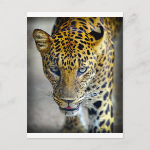 Beautiful jaguar postcard