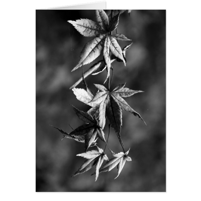 Beautiful Japanese Maple Leaf Portrait in B/W (Front)
