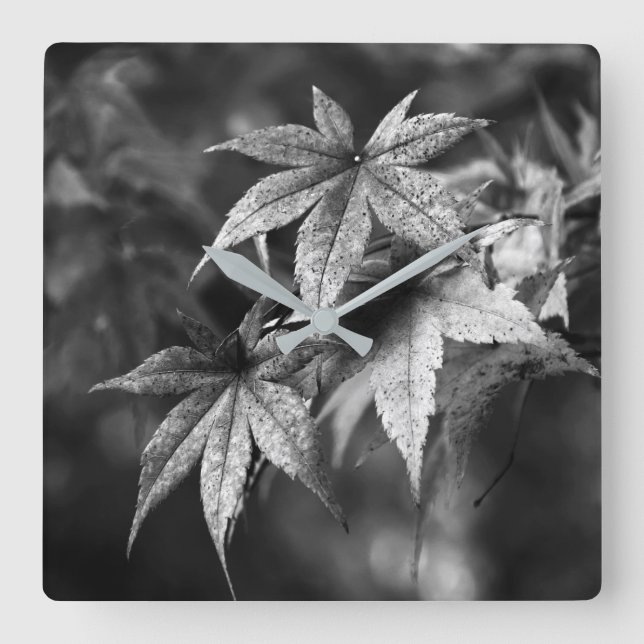 Beautiful Japanese Maple Leaf Portrait in B/W Square Wall Clock (Front)