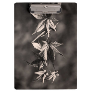 Beautiful Japanese Maple Leaf Portrait Sepia Clipboard