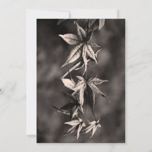 Beautiful Japanese Maple Leaf Portrait Sepia Holiday Card