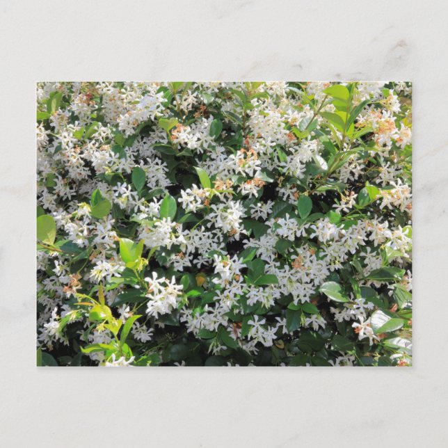 Beautiful Jasmine Flowers Postcard (Front)