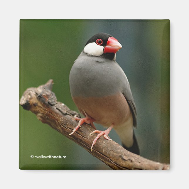 Beautiful Java Finch Songbird Magnet (Front)