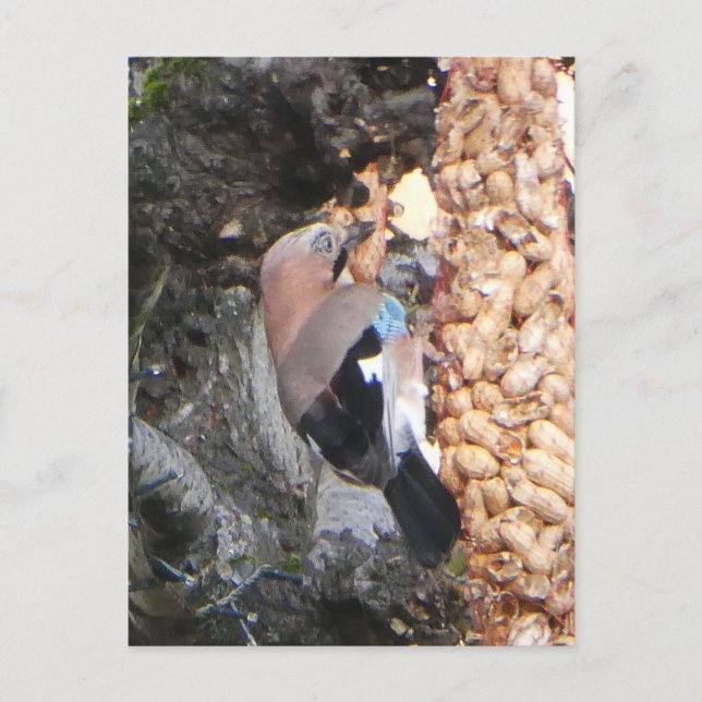 Beautiful Jay on Peanuts DIY Postcard (Front)
