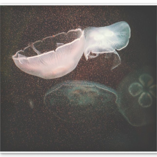 Beautiful Jellyfish (Front)