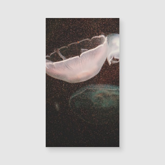 Beautiful Jellyfish (Front)