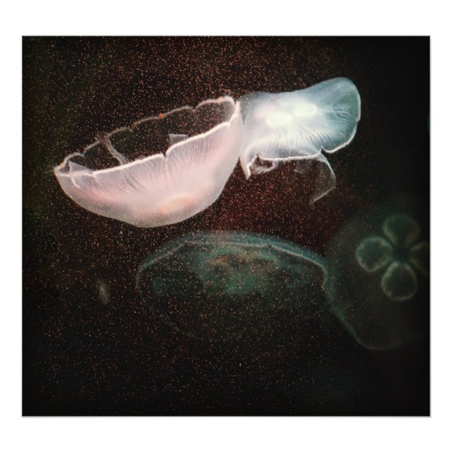 Beautiful Jellyfish Photo Print (Front)