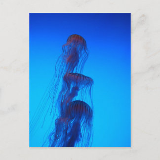 Beautiful Jellyfish postcard