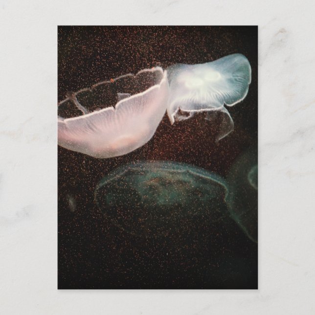 Beautiful Jellyfish Postcard (Front)
