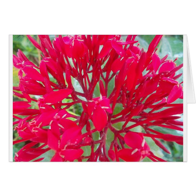 Beautiful Kaleidoscope of Colourful Red Milkweed  (Front Horizontal)