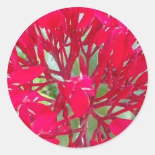 Beautiful Kaleidoscope of Colourful Red Milkweed  Classic Round Sticker