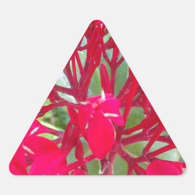Beautiful Kaleidoscope of Colourful Red Milkweed  Triangle Sticker (Front)
