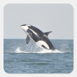 Beautiful Killer Whale Square Sticker