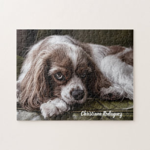 Beautiful King Charles Spaniel  Jigsaw Puzzle