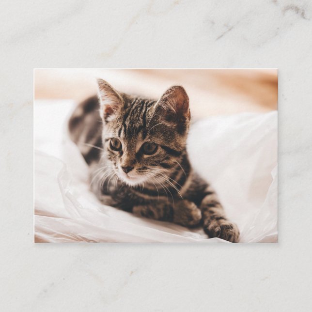 Beautiful Kitten Business Card (Front)