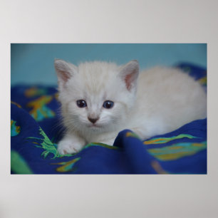 Beautiful Kitten Poster