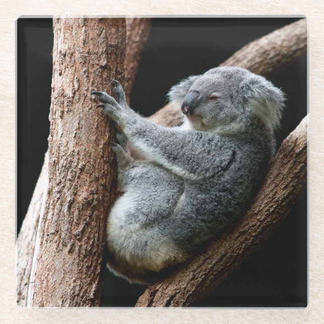 Beautiful Koala Bear in a Tree Glass Coaster (Front)