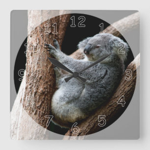 Beautiful Koala Bear in a Tree Square Wall Clock