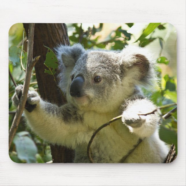 Beautiful Koala Bear in the Trees Mouse Pad (Front)