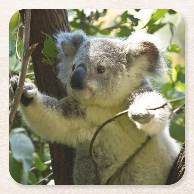 Beautiful Koala Bear in the Trees Square Paper Coaster (Front)