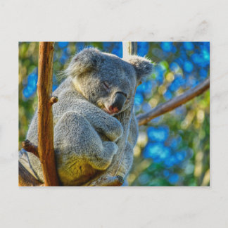 Beautiful Koala Postcard