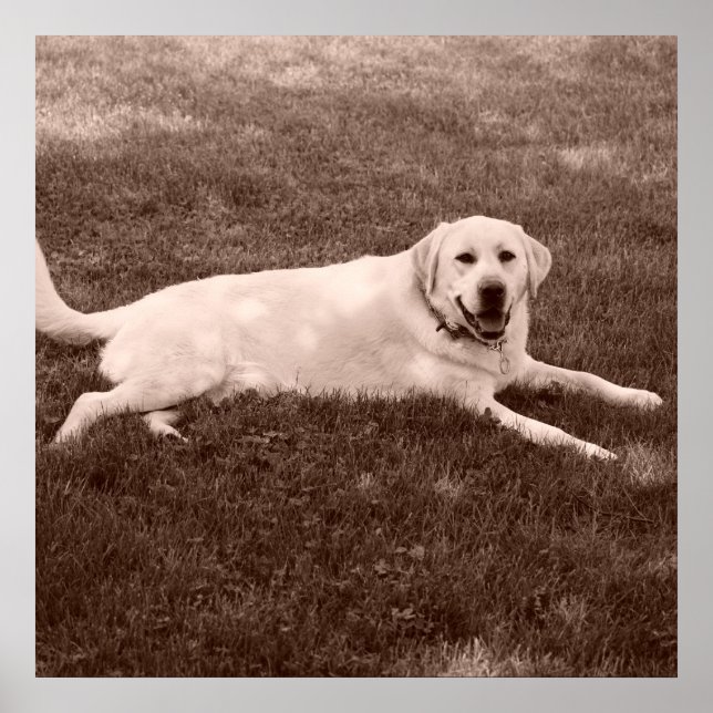 beautiful Labrador retriever Poster (Front)