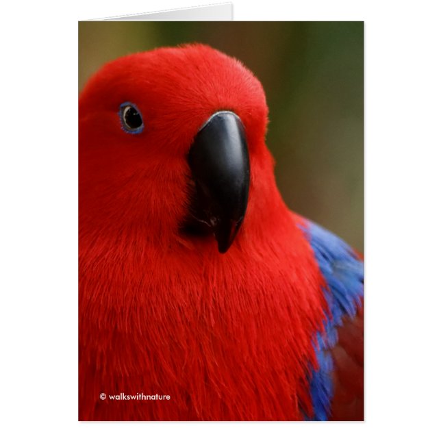 Beautiful "Lady in Red" Eclectus Parrot (Front)