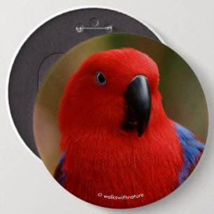 Beautiful "Lady in Red" Eclectus Parrot 6 Cm Round Badge