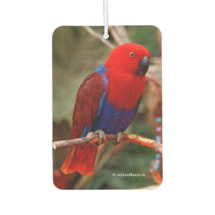 Beautiful "Lady in Red" Eclectus Parrot Car Air Freshener