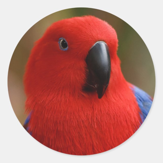 Beautiful "Lady in Red" Eclectus Parrot Classic Round Sticker (Front)