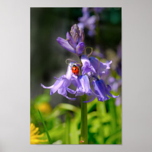 Beautiful Ladybug on Bluebells 8x12" Print