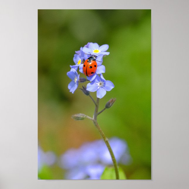 Beautiful Ladybug on forget-me-not 8x12" Print (Front)
