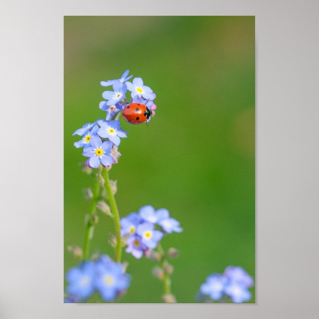 Beautiful Ladybug on Forget-me-not Poster (Front)