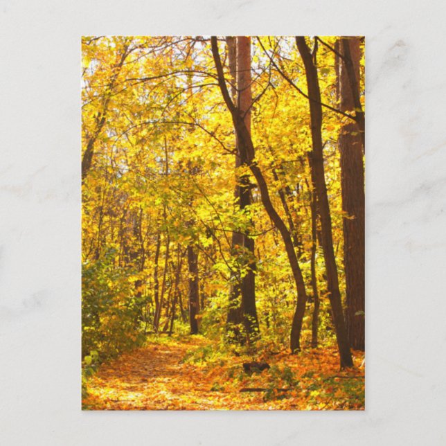 Beautiful Landscape - Road In Autumn Forest Postcard (Front)