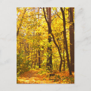 Beautiful Landscape - Road In Autumn Forest Postcard