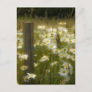 Beautiful Large Daisies Postcard