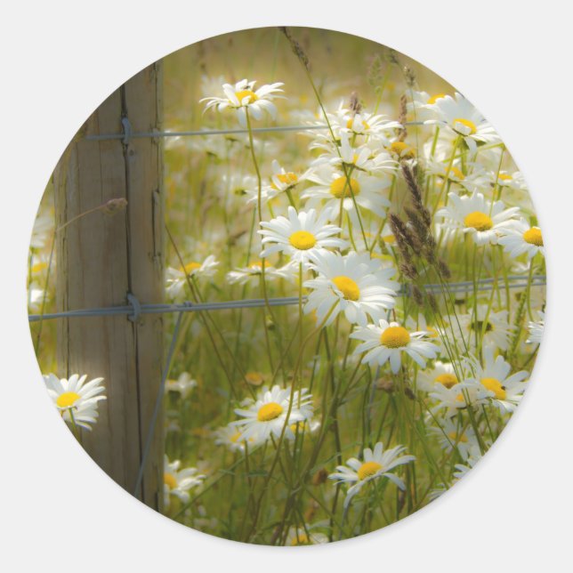Beautiful Large Daisies Stickers (Front)