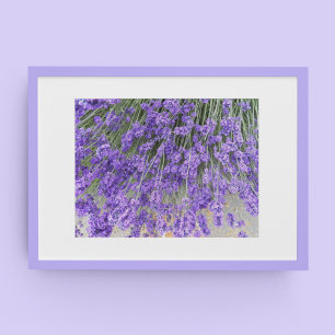 Beautiful Lavender Blooms Floral Photographic Poster