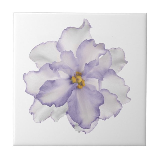Beautiful Lavender Orchid on White Ceramic Tile (Front)