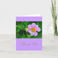 BEAUTIFUL LAVENDER-PINK ANEMONE