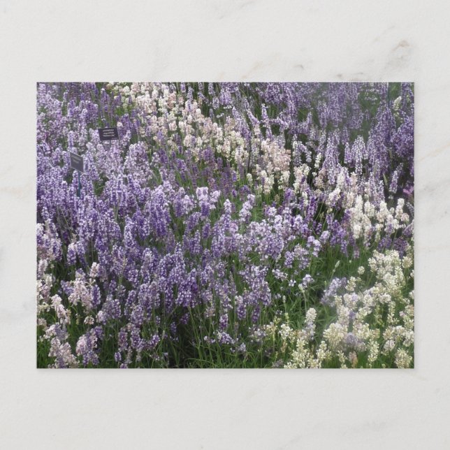 Beautiful Lavender postcard (Front)
