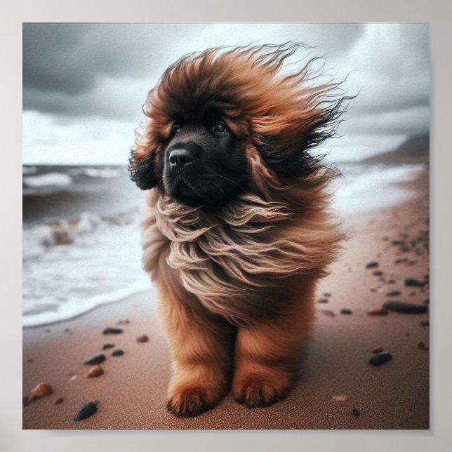 Beautiful Leonberger puppy Poster (Front)