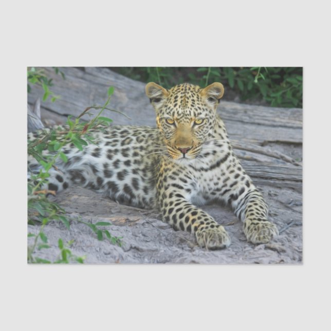 beautiful leopard tissue paper (Front)