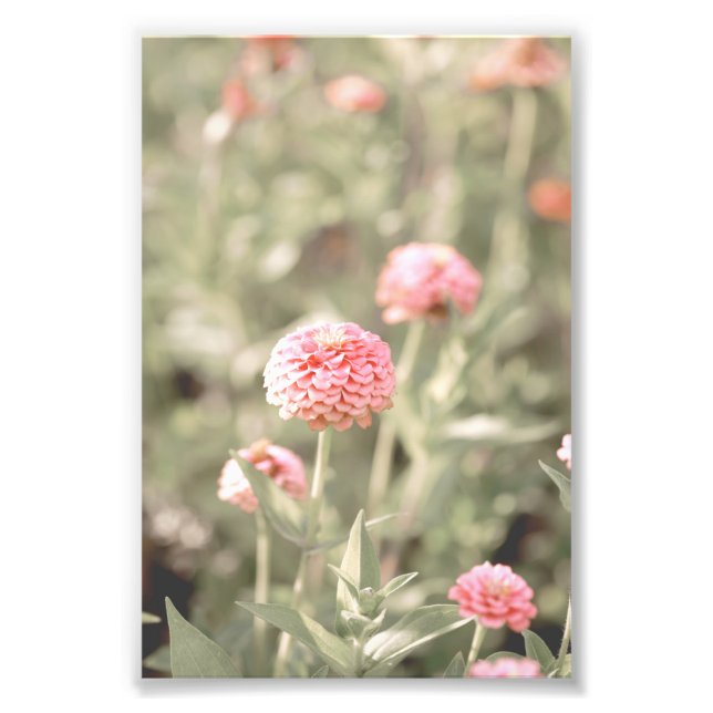 Beautiful Light Pink Flower Blossom Floral Photo Print (Front)