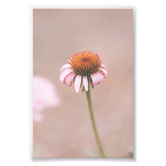 Beautiful Light Pink Flower Blossom Floral Photo Print (Front)