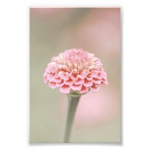 Beautiful Light Pink Flower Blossom Floral Photo Print